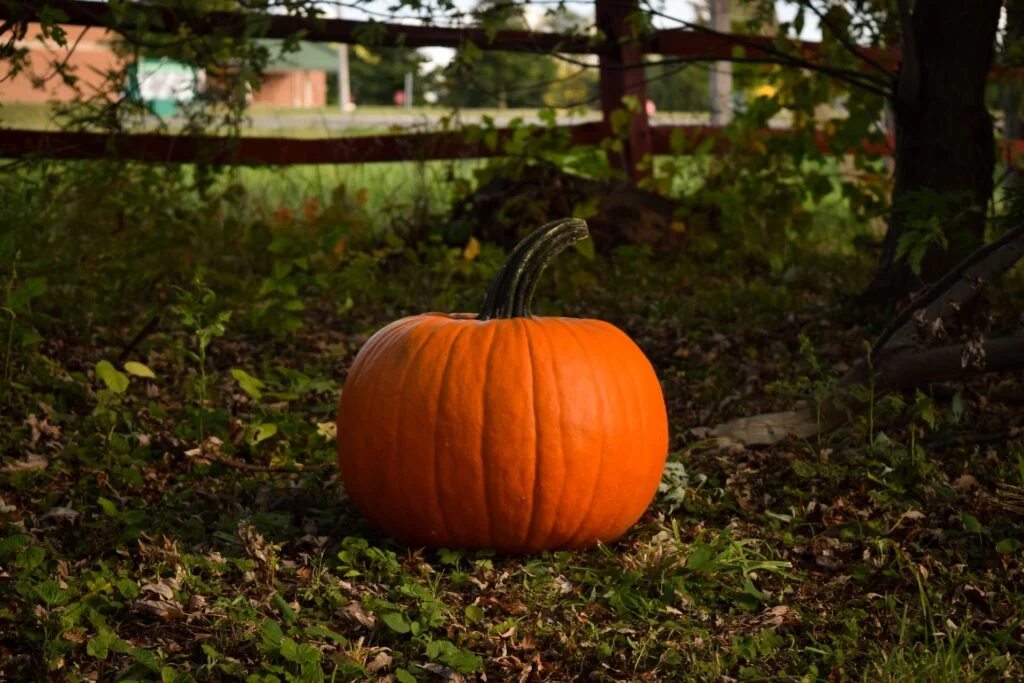 halloween pumpkin