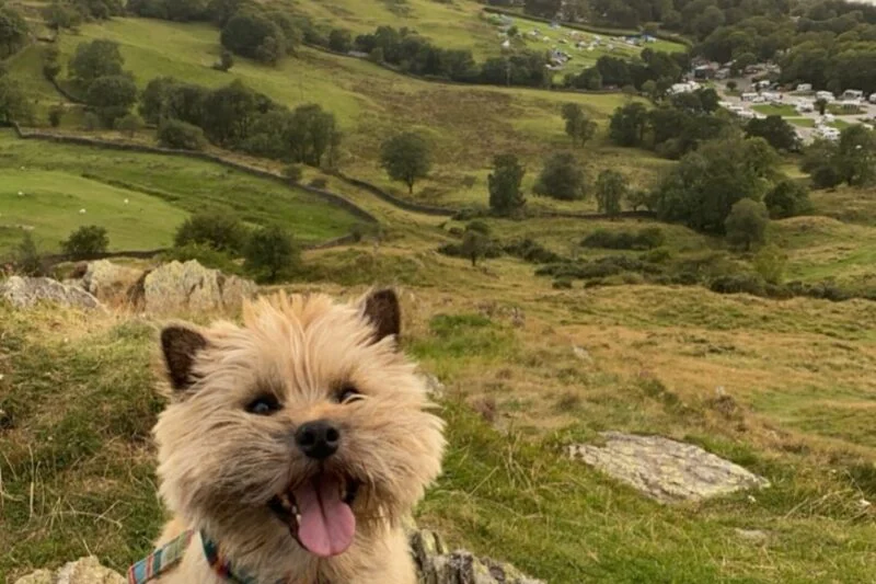dog on top of a rock