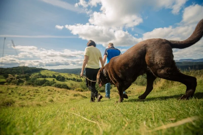 Dog Friendly Camping Lake District