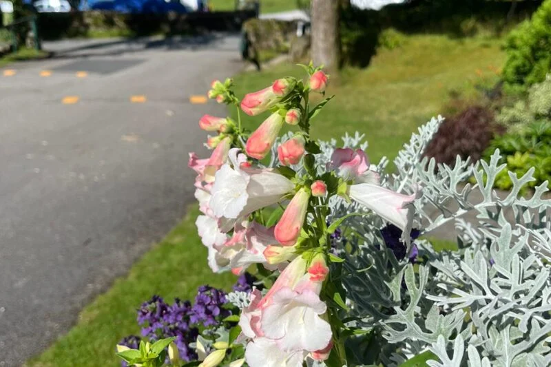 Flowers at Park Cliffe