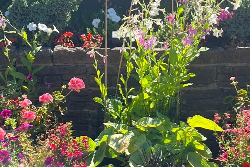 Flowers and plants at Park Cliffe