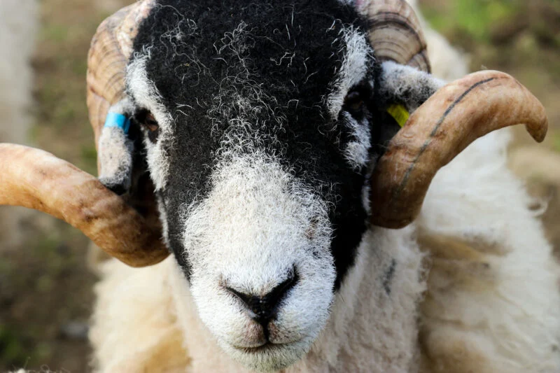 ullswater sheep