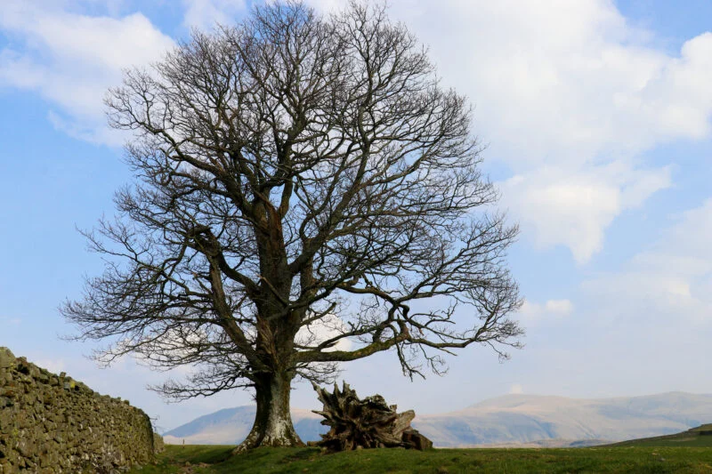 lake district tree in winter