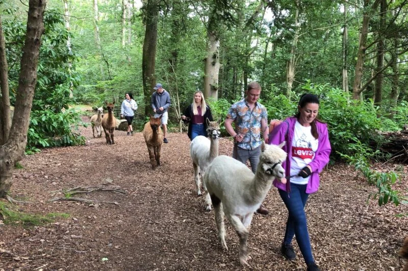 alpaca walk