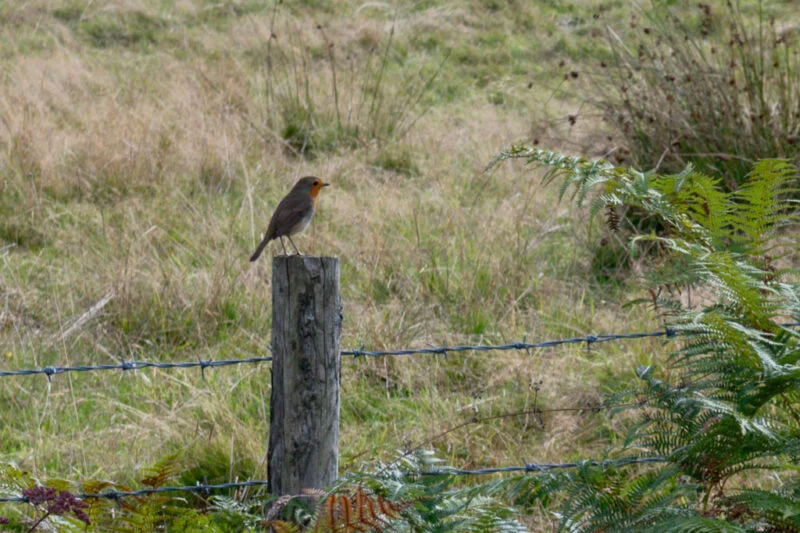 Park Cliffe Camping and Caravan Estate Bird