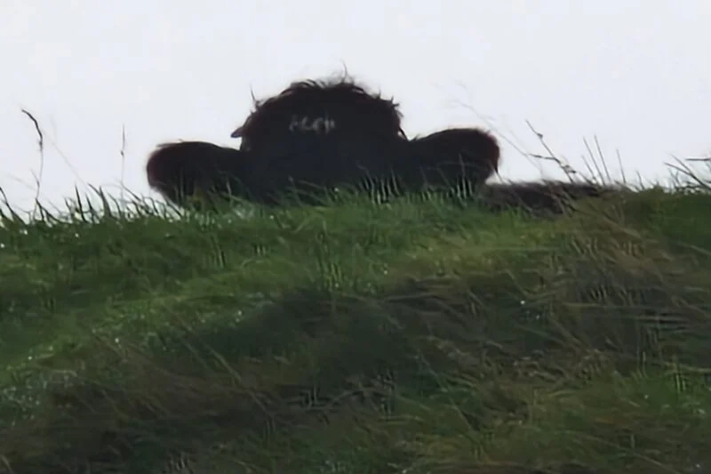 cow head behind hill