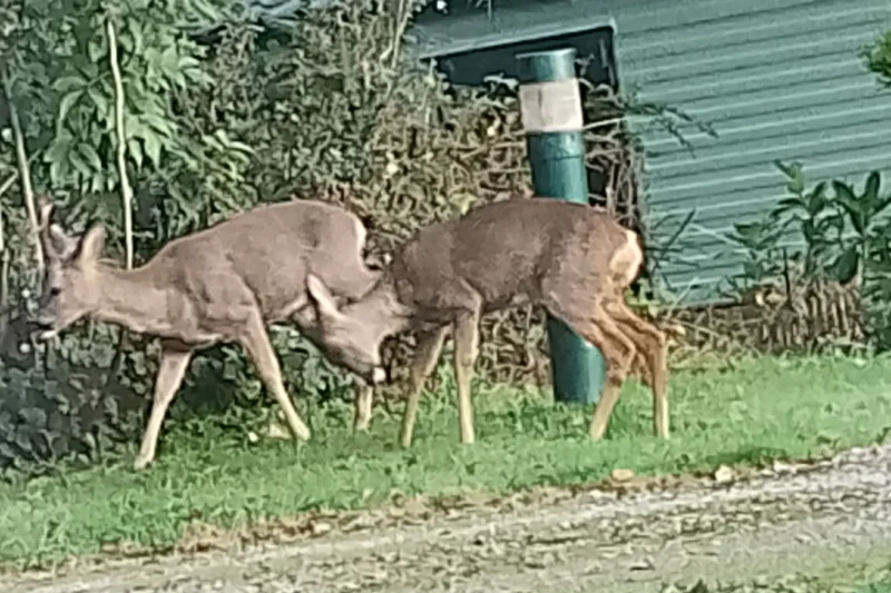 deer at park cliffe