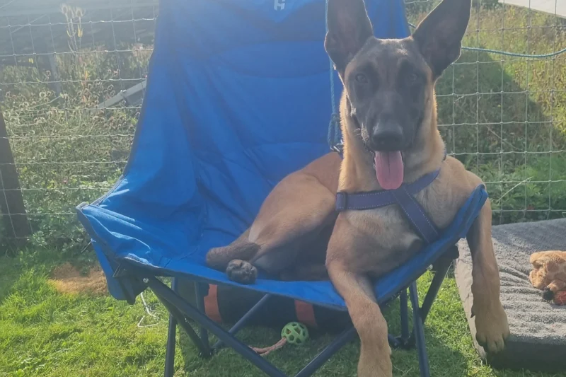 dog sat in camping chair