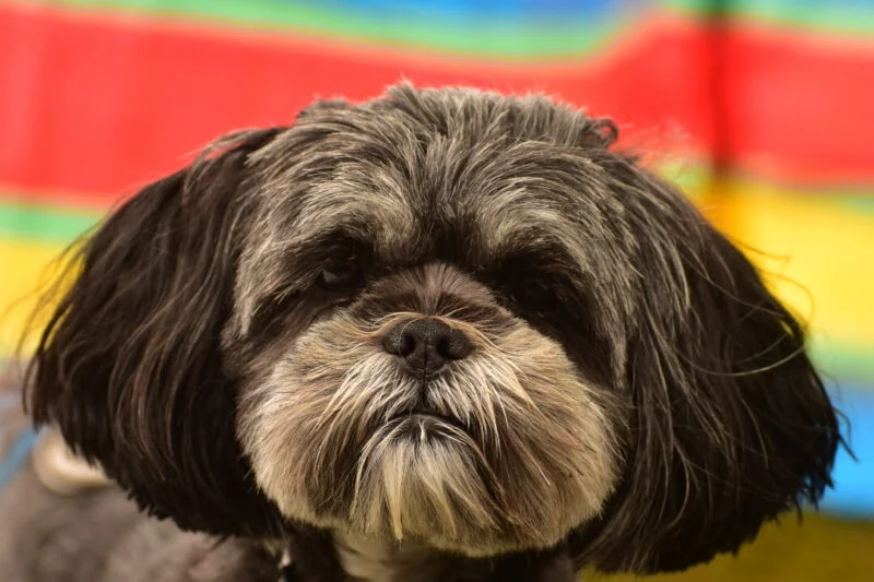dog looking at camera