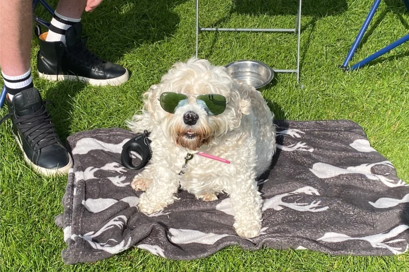 dog with sunglasses sunbathing