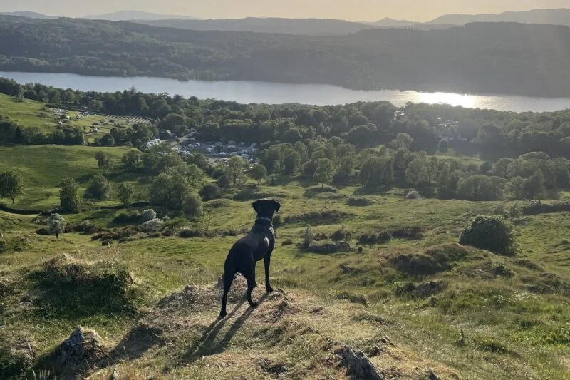 dog with views of lake windermere