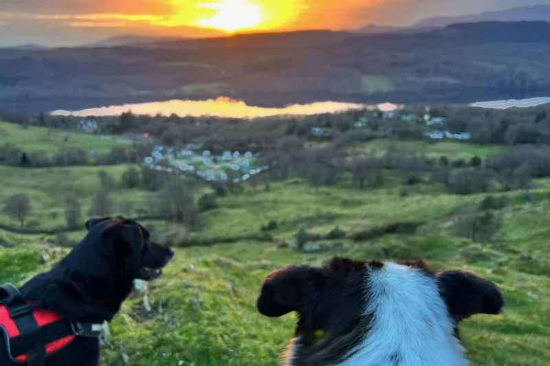 dogs looking at sunset over park cliffe
