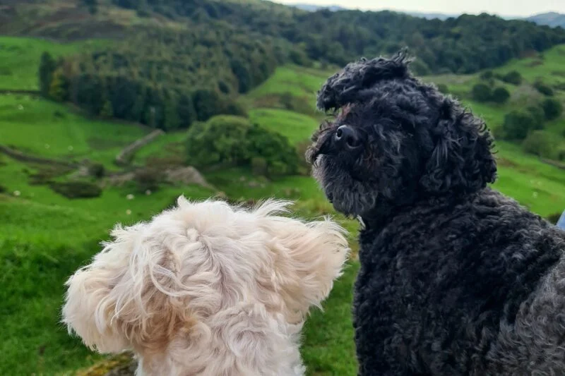 dogs on a cliff