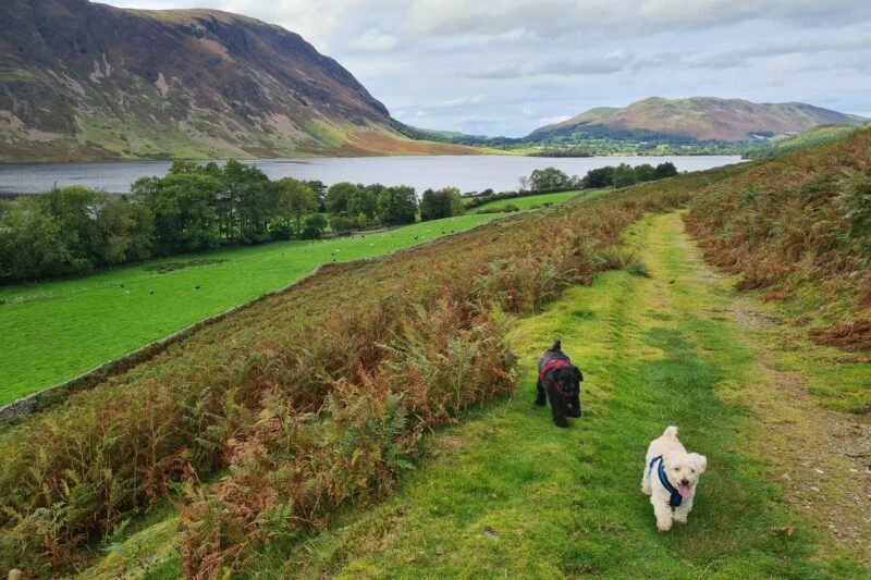dogs on a walk