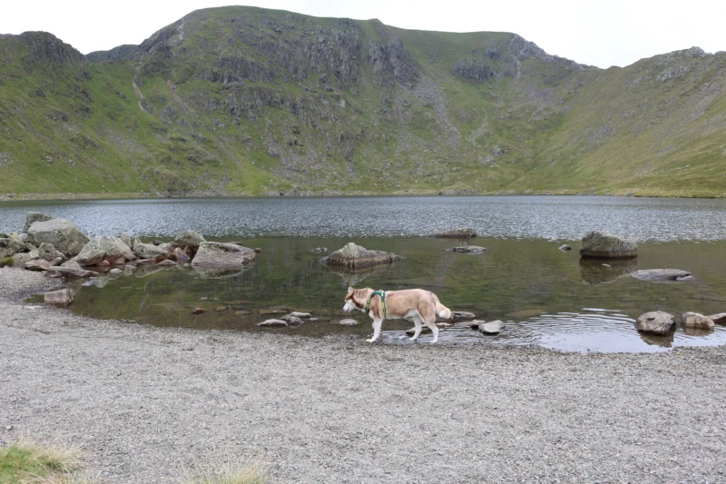 husky walking next to lake