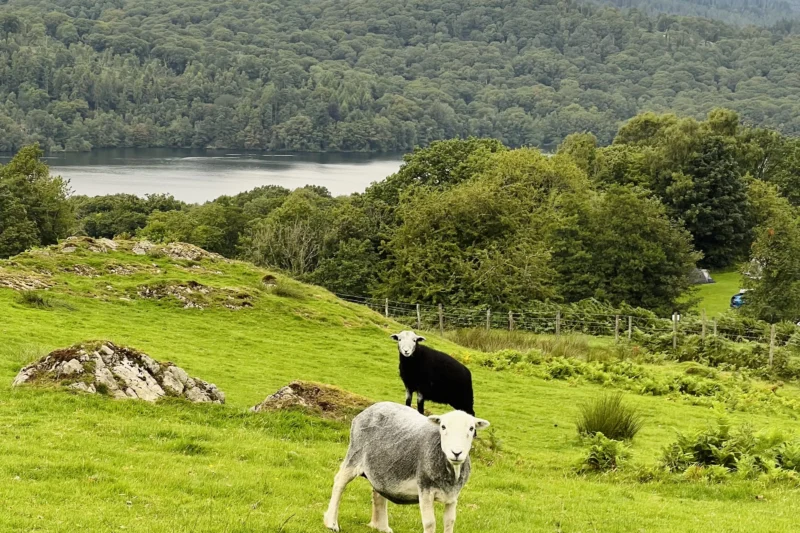 lake district sheep