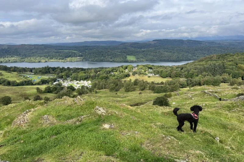 little black dog and park cliffe in the background