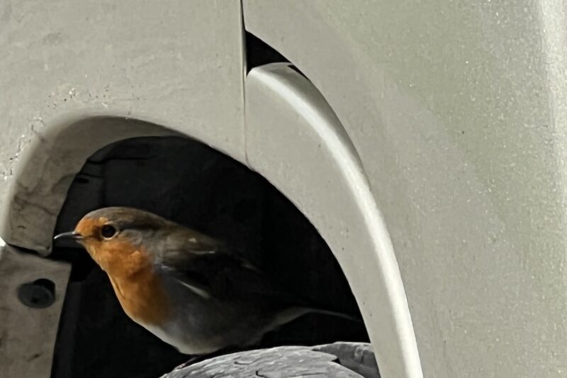 park cliffe bird on tyre