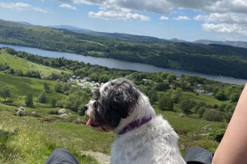 dog on hillside above park cliffe