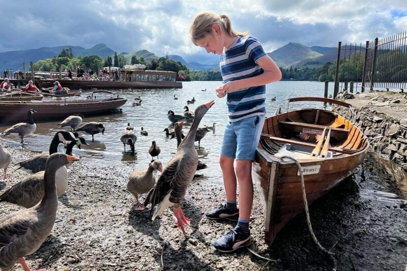 child feeding ducks lake district
