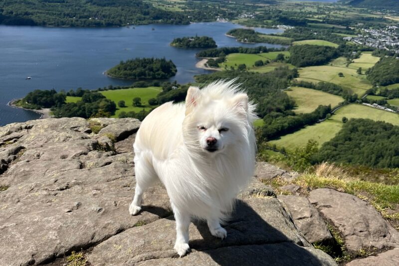 dog with lake district view