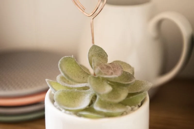 shepherds hut plant Lake District