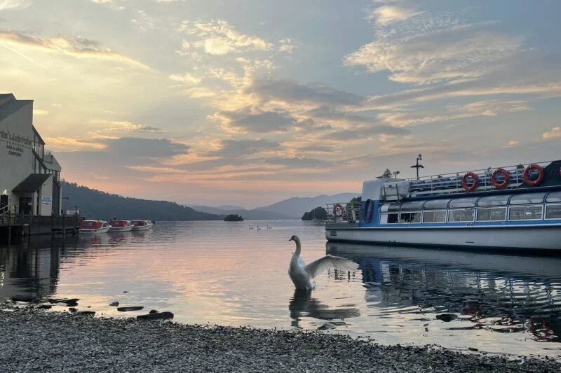 swan in the water