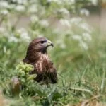 Park Cliffe Lake District Wildlife Buzzards
