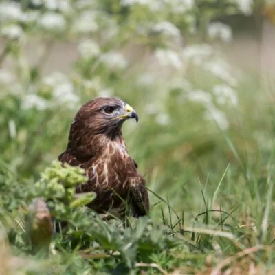 Park Cliffe Lake District Wildlife Buzzards
