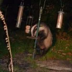 Park Cliffe Lake District Wildlife Badgers