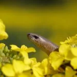Park Cliffe Lake District Wildlife Slow worms