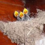 Park Cliffe Lake District Wildlife Swallows