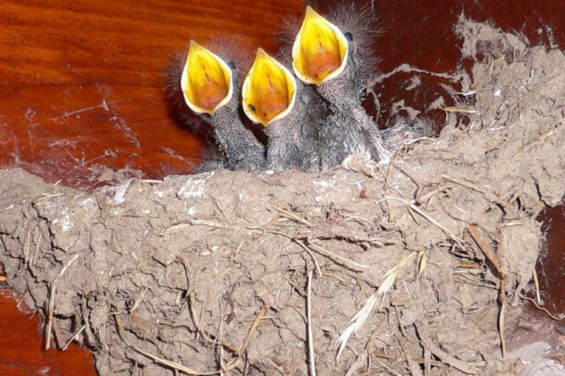 Park Cliffe Lake District Wildlife Swallows