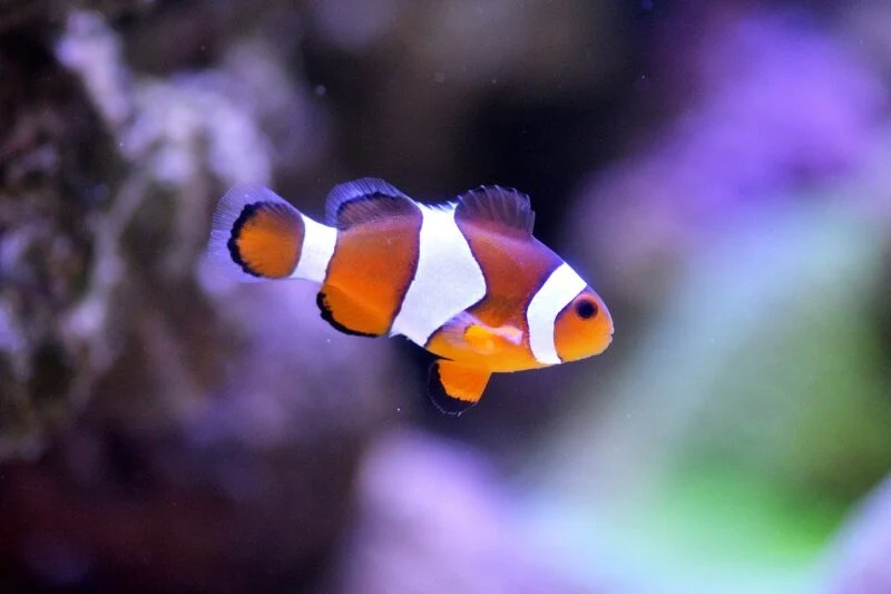 clown fish at the lake district aquarium