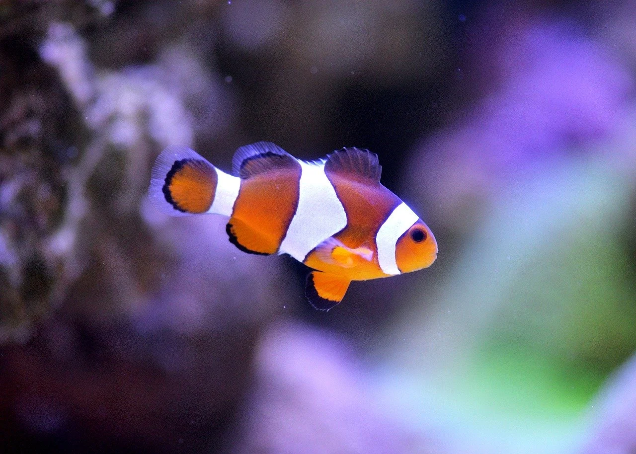 clown fish at the lake district aquarium