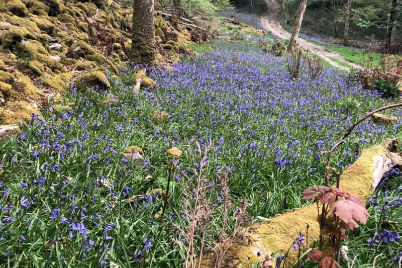 bluebells in wood near Park Cliffe