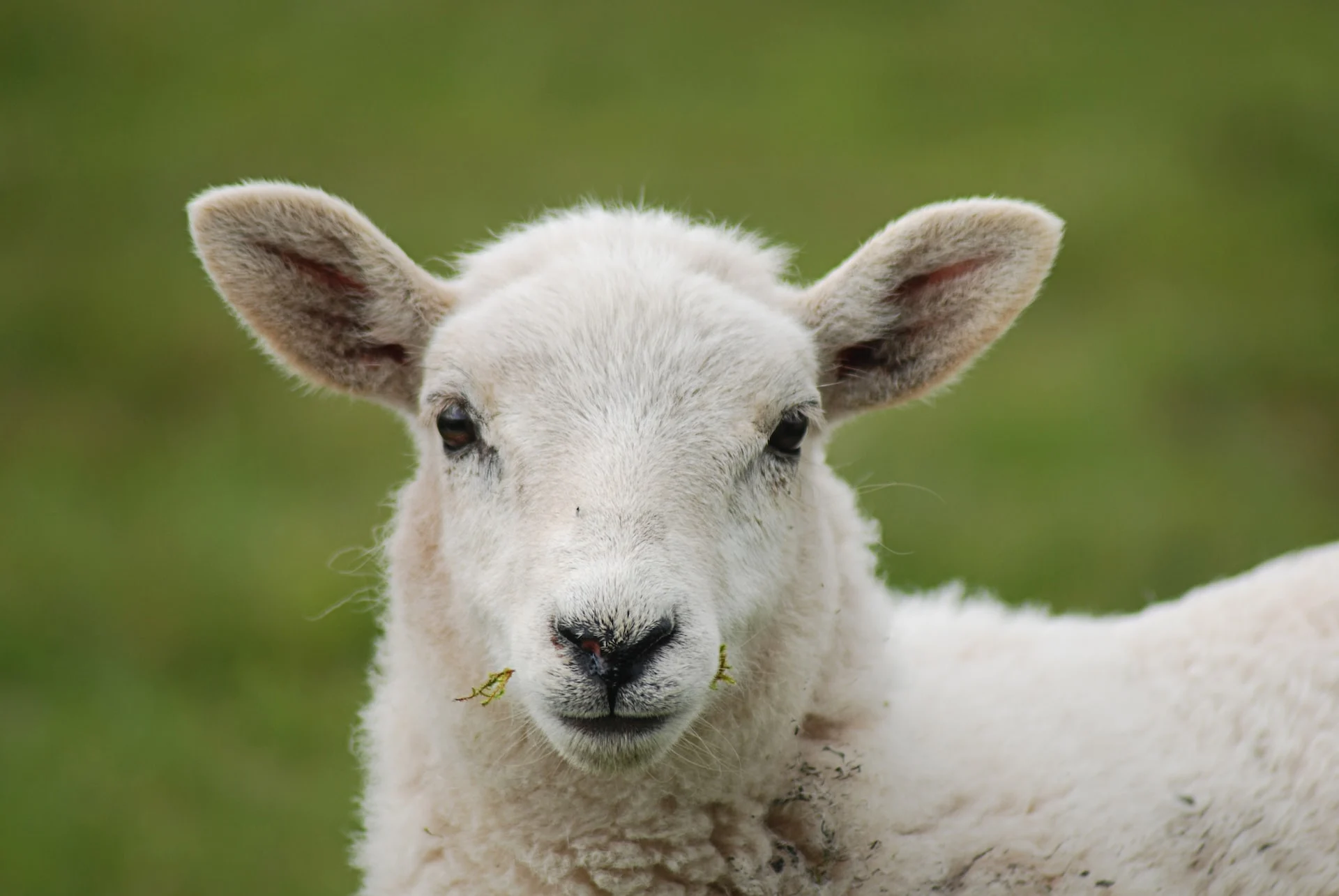 sheep