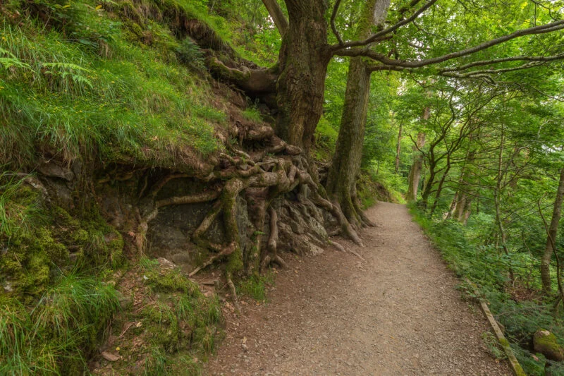 woodland path at aira force waterfall