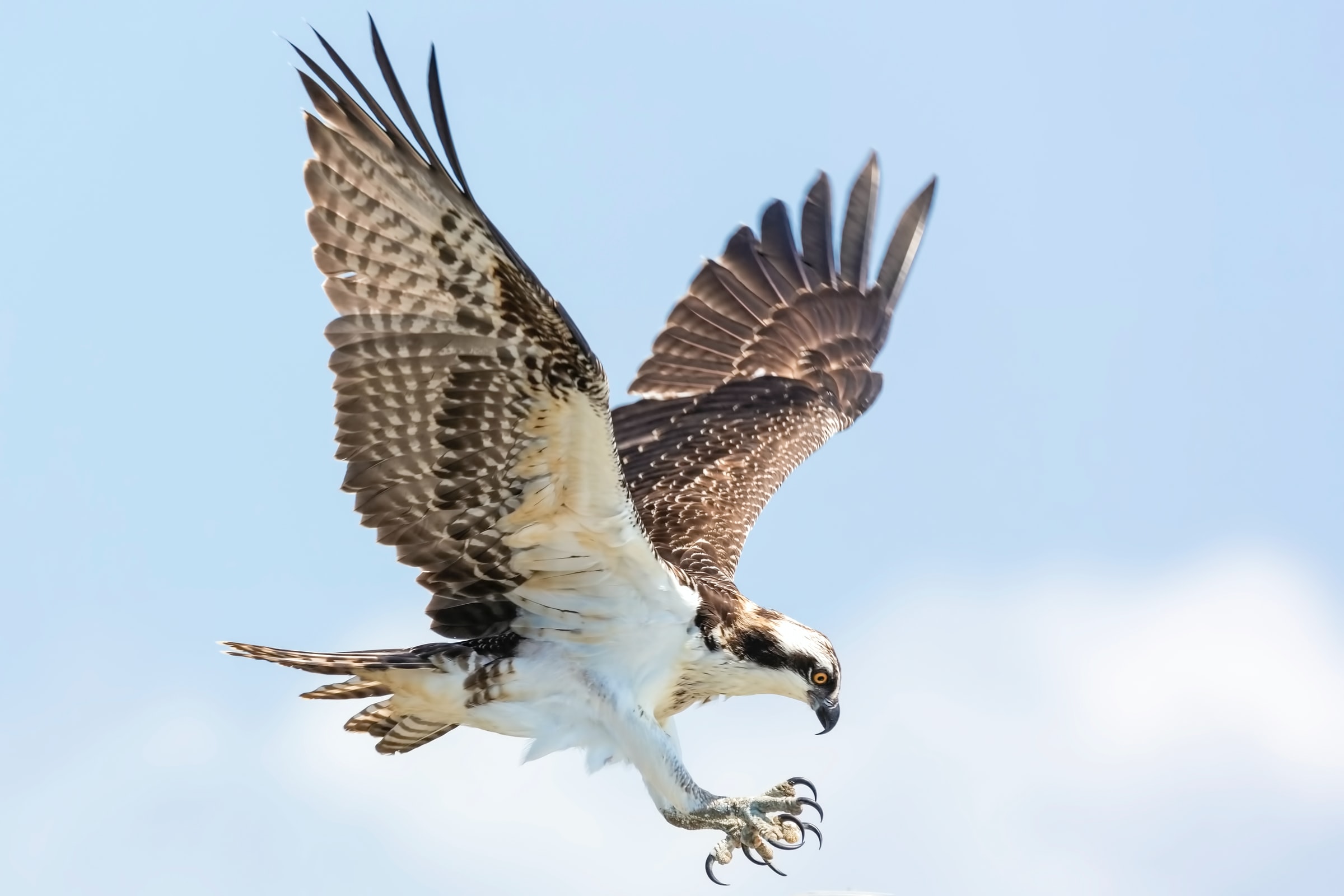 osprey bird flying through the sky