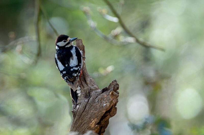 great spotted woodpecker on a tree in the lake district