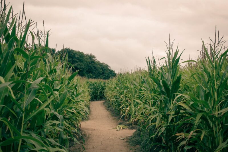 maize maze field