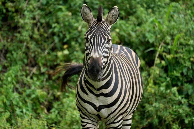 zebra