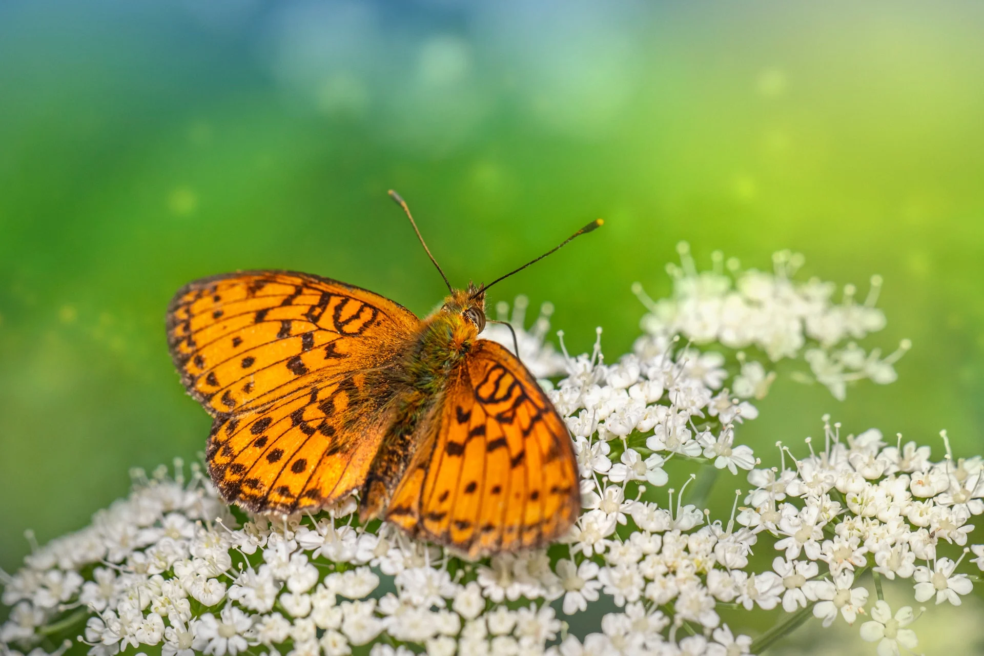 butterfly on white flower