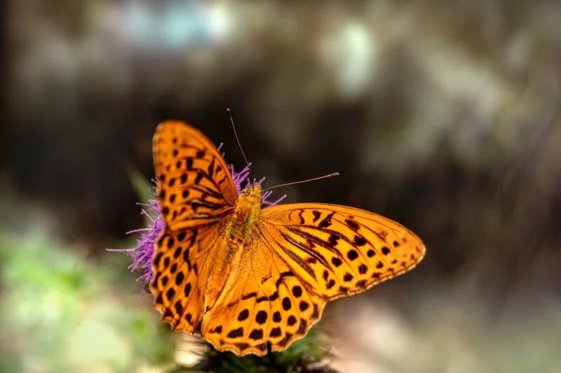 fritillary butterfly nature reserve lake district