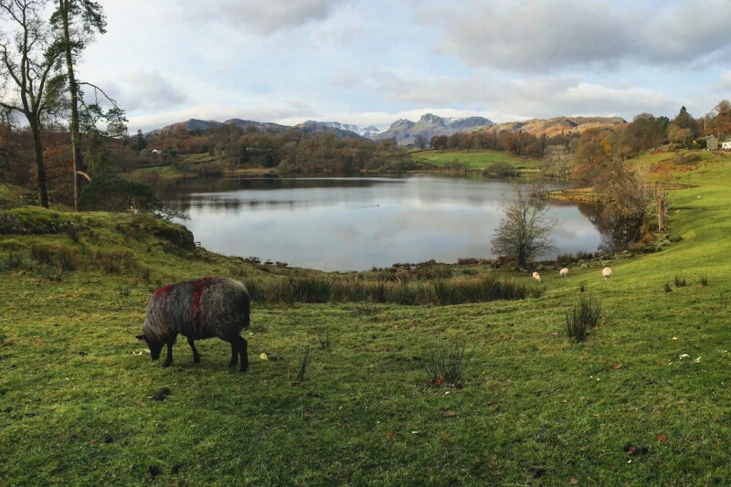 sheep next to Loughrigg Tarn