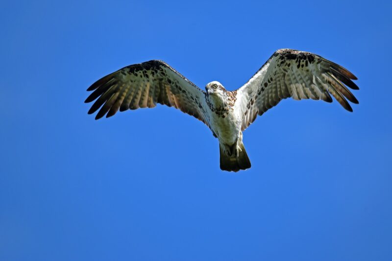 osprey bird lake district