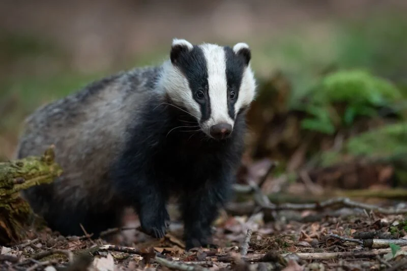 badger wildlife watching in the lake district
