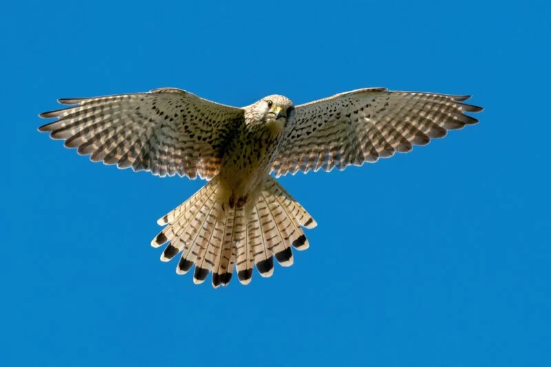 kestrel wildlife
