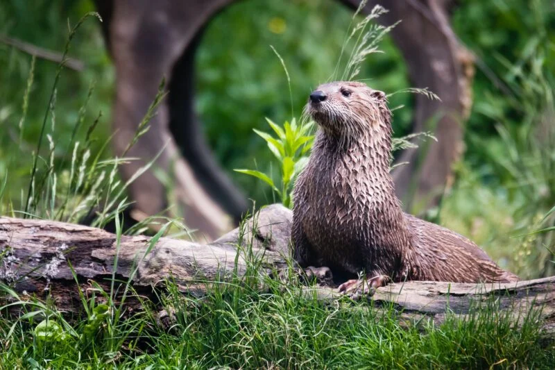 otter