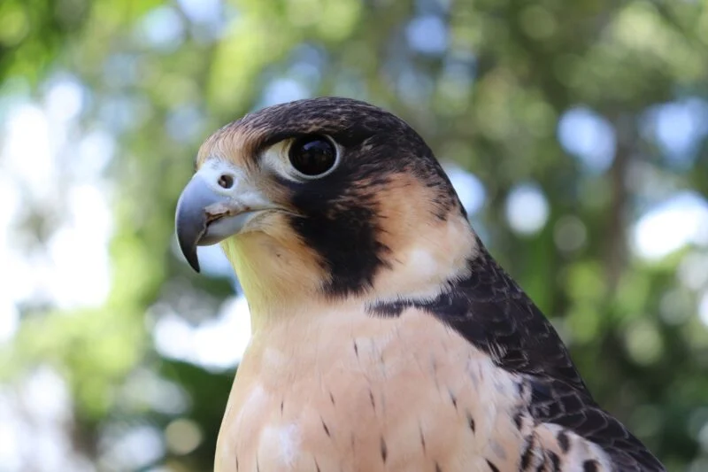 peregrine falcon